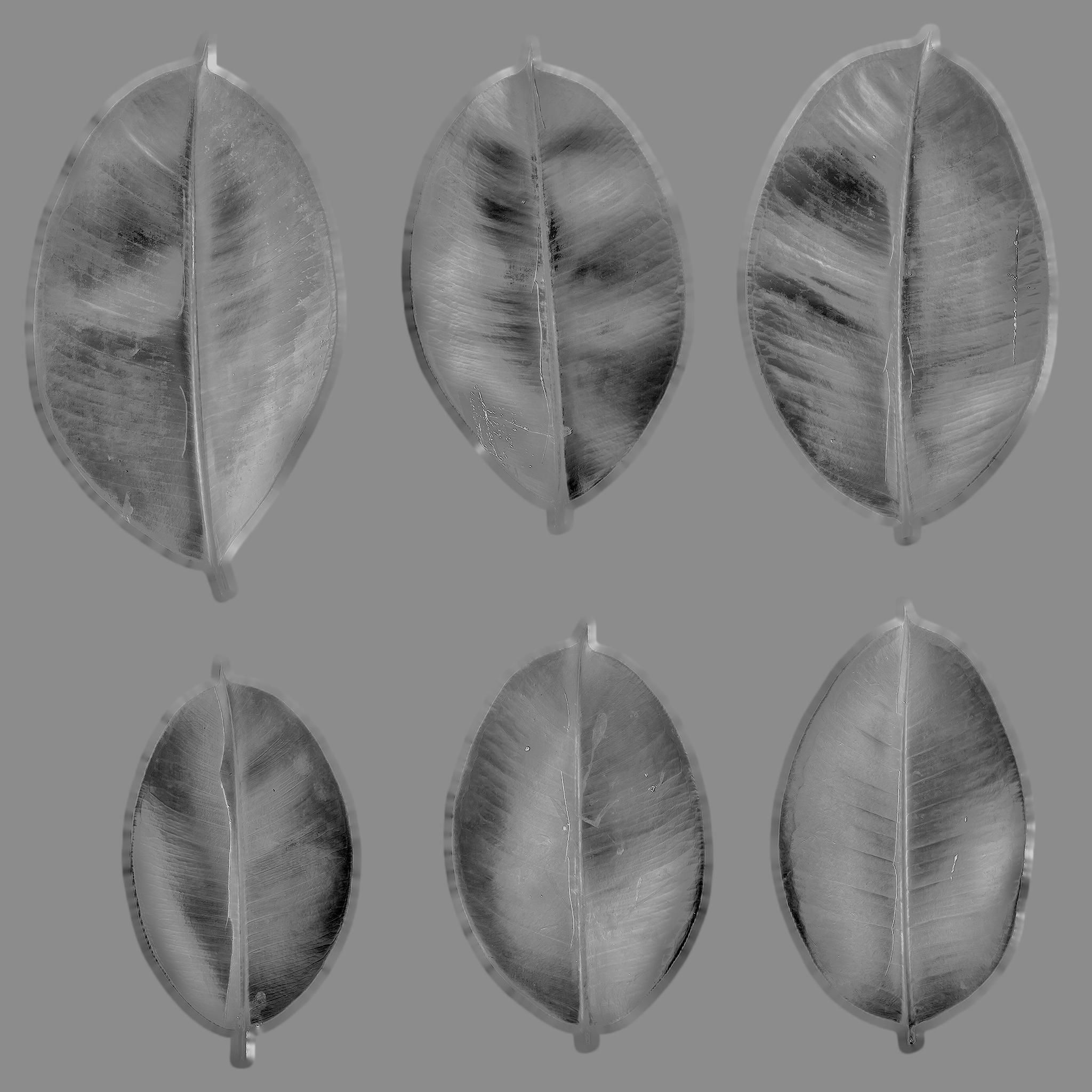 Ficus Elastica Black 3D model_10