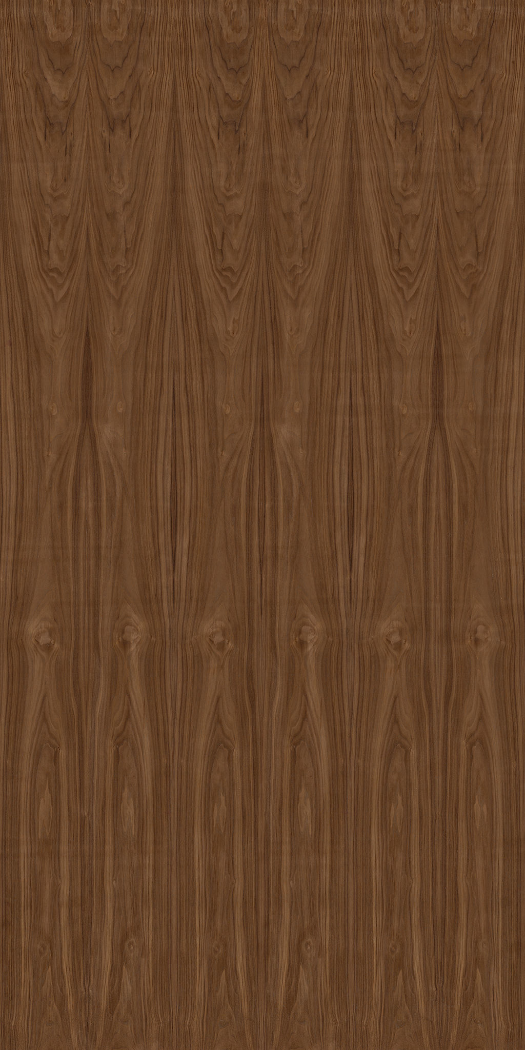 Ficus Elastica Black 3D model_14