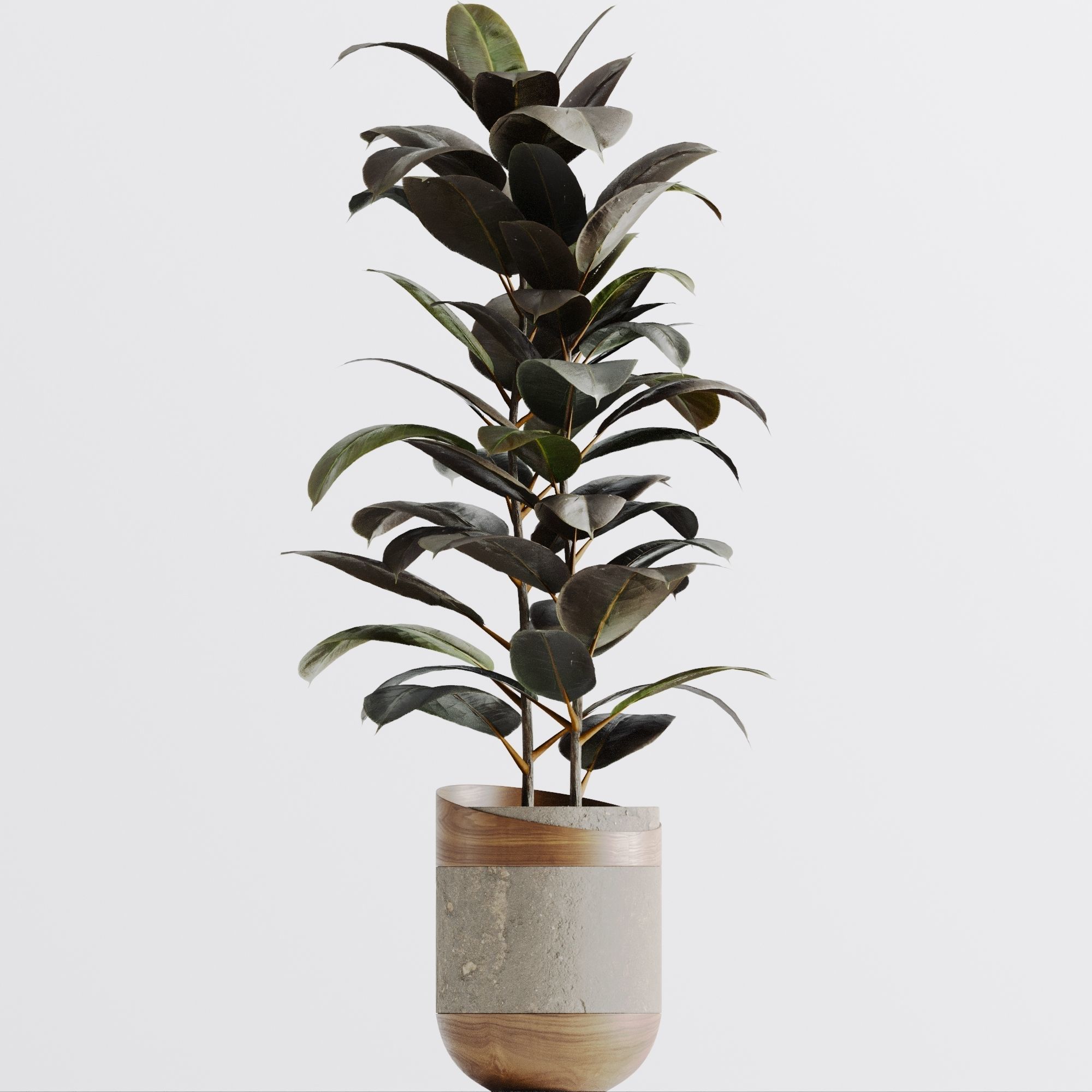 Ficus Elastica Black 3D model_8