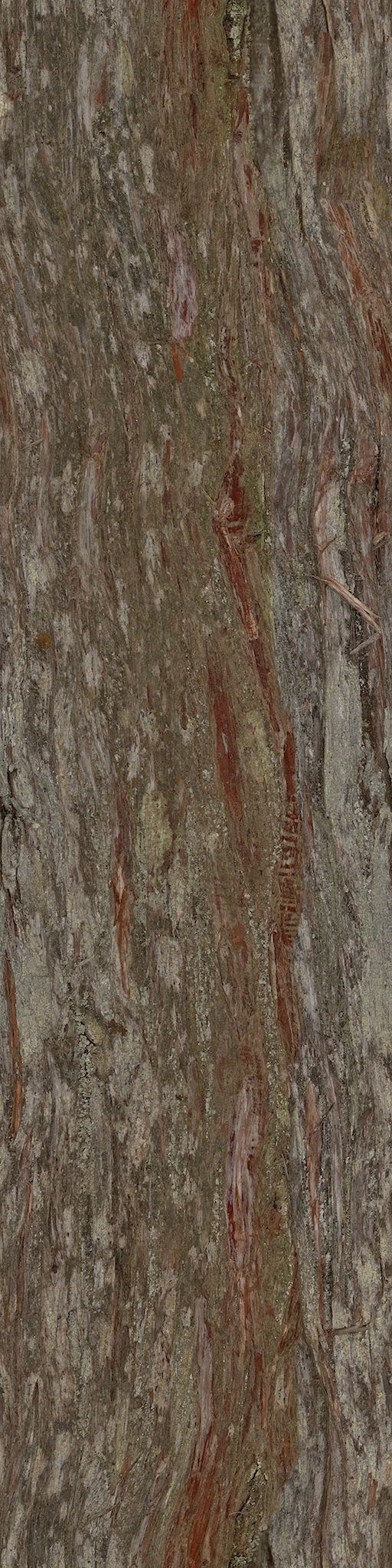 Ficus Elastica Black 3D model_22