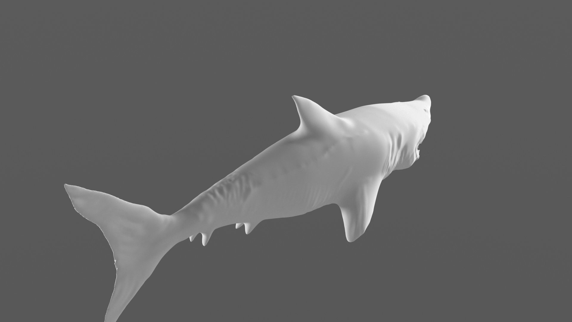 Shark 3D models Low-poly 3D model_6