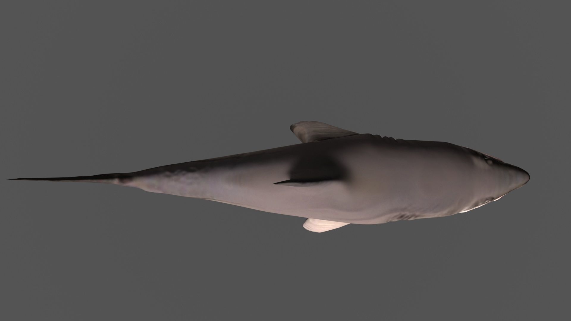 Shark 3D models Low-poly 3D model_1