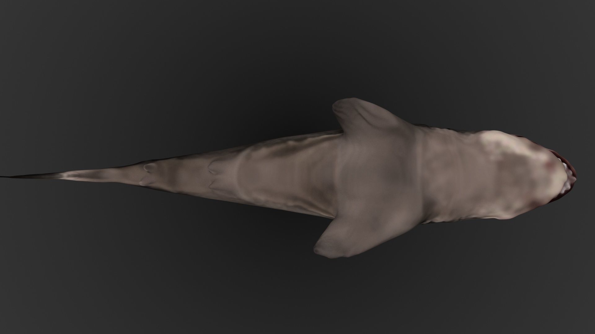 Shark 3D models Low-poly 3D model_3