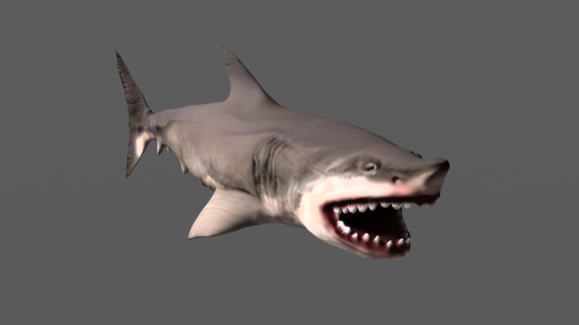 Shark 3D models Low-poly 3D model_2