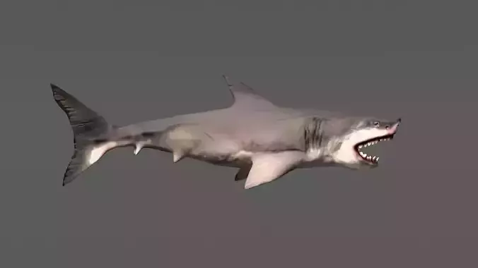Shark 3D models Low-poly 3D model