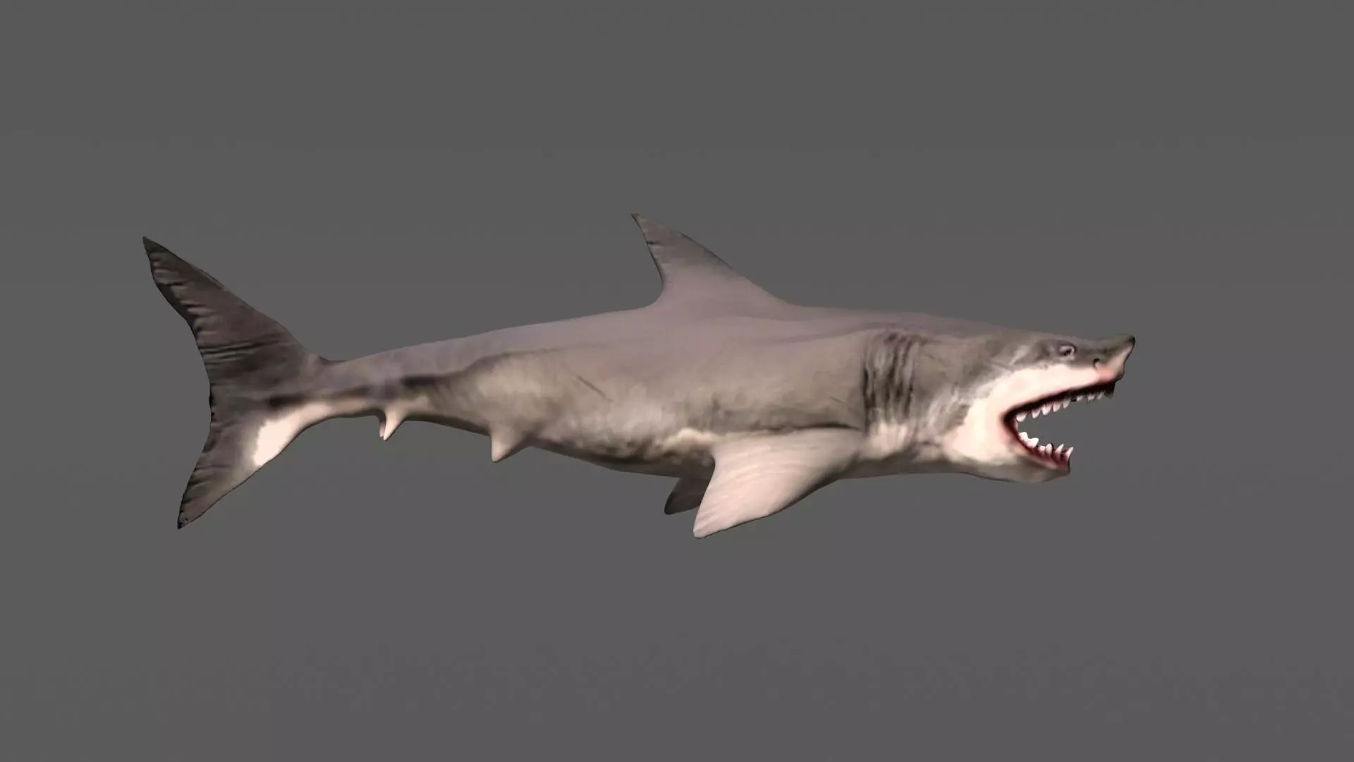 Shark 3D models Low-poly 3D model_0