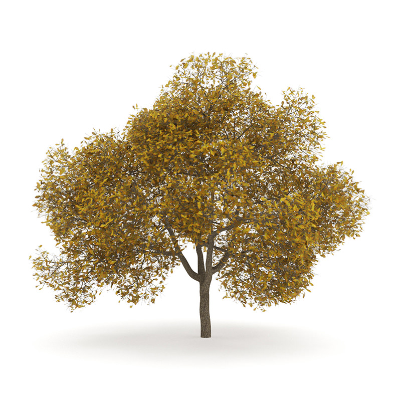 English Oak 8M Autumn 3D model_1