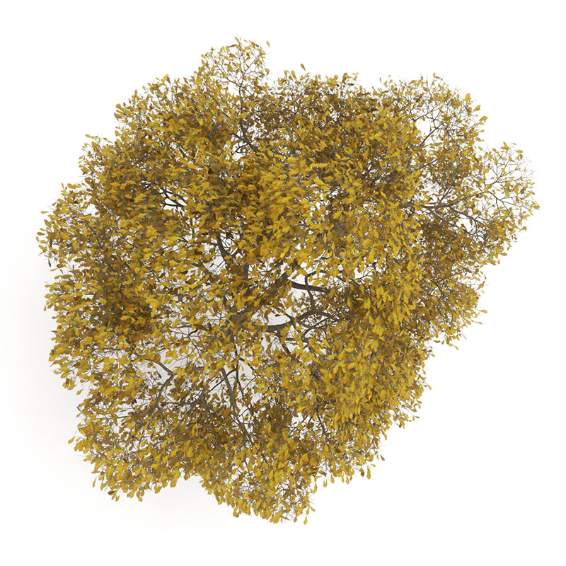 English Oak 8M Autumn 3D model_2