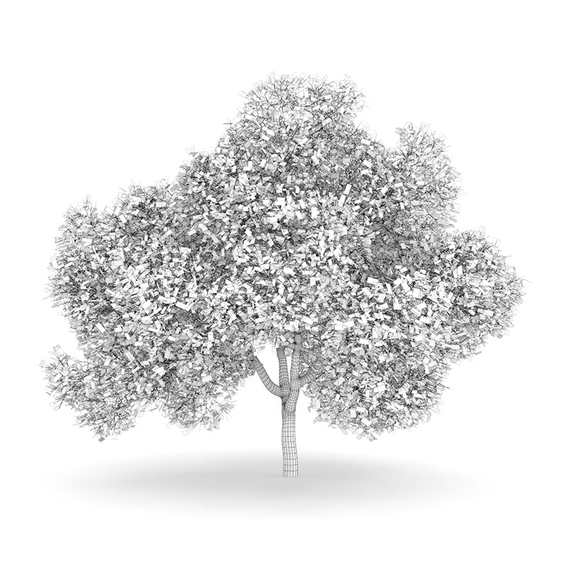 English Oak 8M Autumn 3D model_3