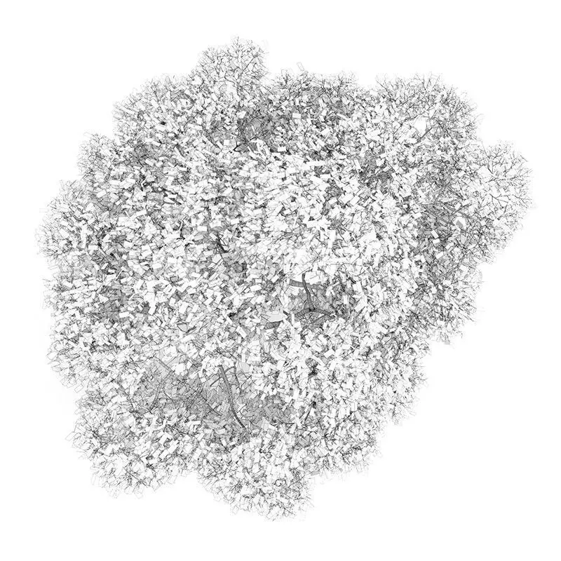 English Oak 8M Autumn 3D model_0