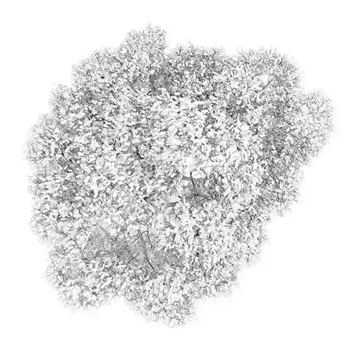 English Oak 8M Autumn