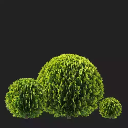 Thuja orientalis aurea ball