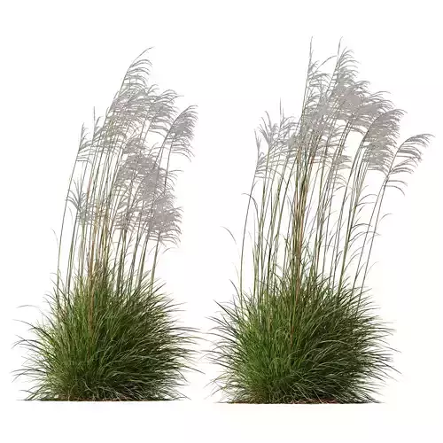 Plants Miscanthus Nepalensis Sinensis Sarabande Adagio Windy 3D model
