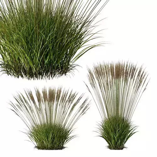 Plants Molinia Caerulea Heidebraut Kleines Pfeifengras Version05 3D model