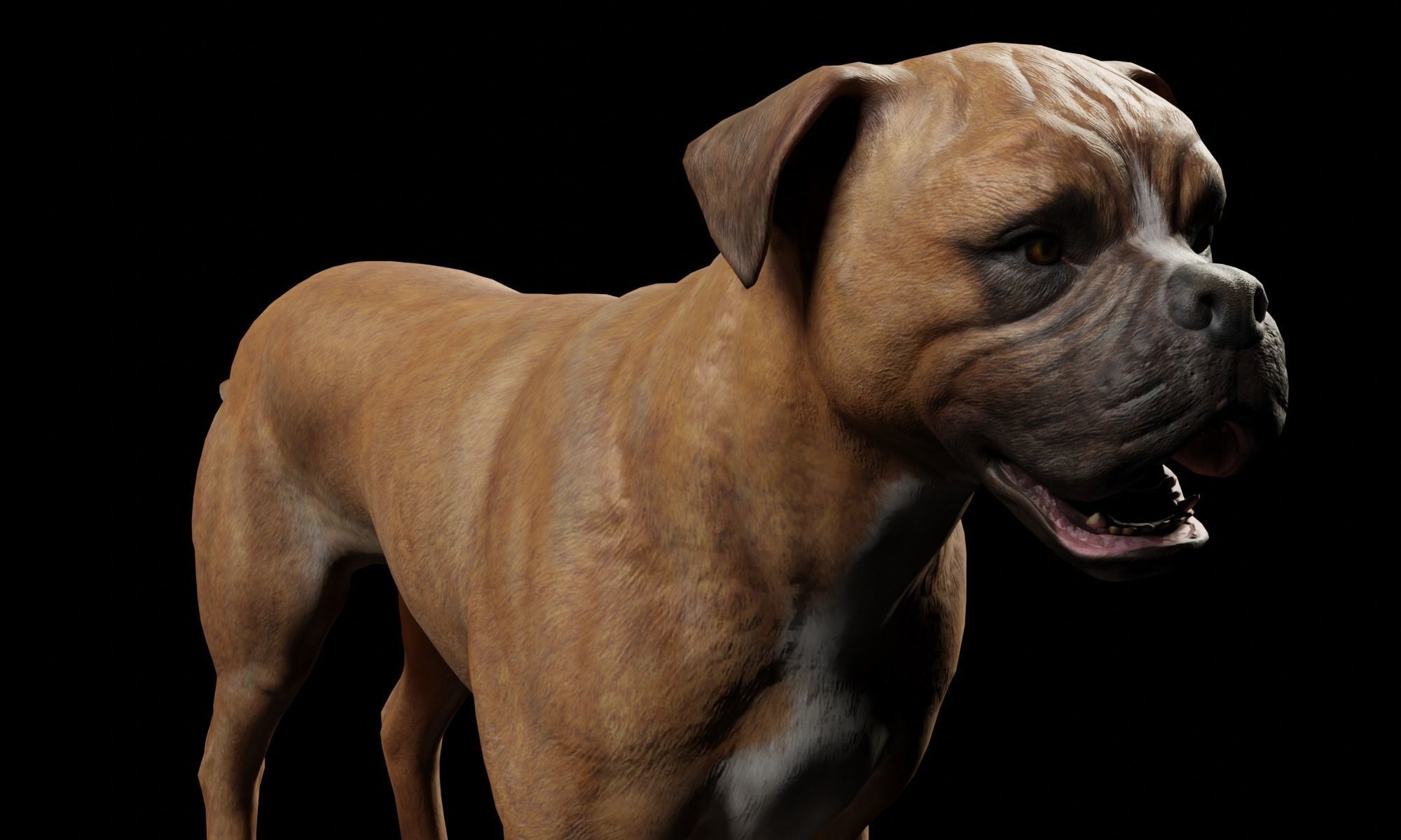 DOG - BOXER  Low-poly 3D model_11