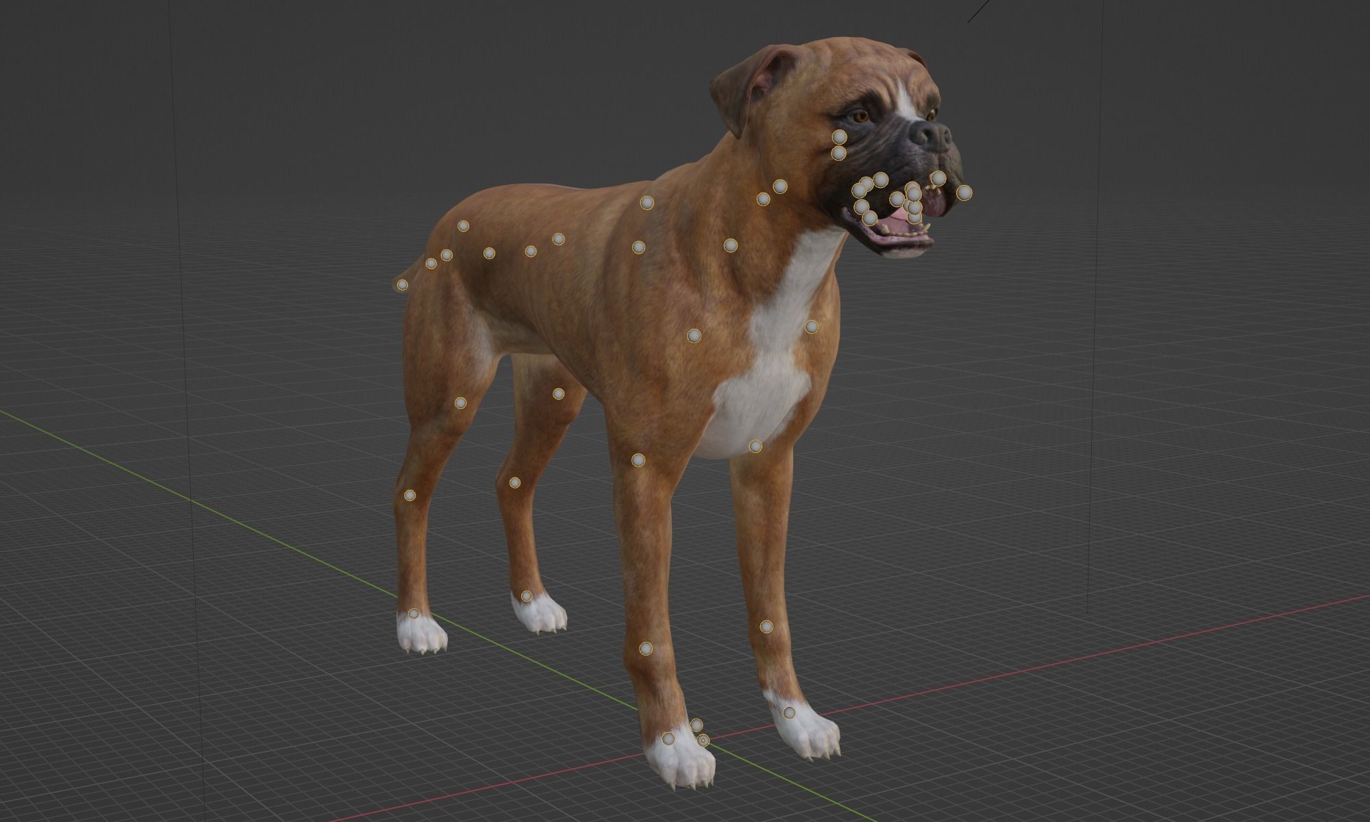 DOG - BOXER  Low-poly 3D model_9