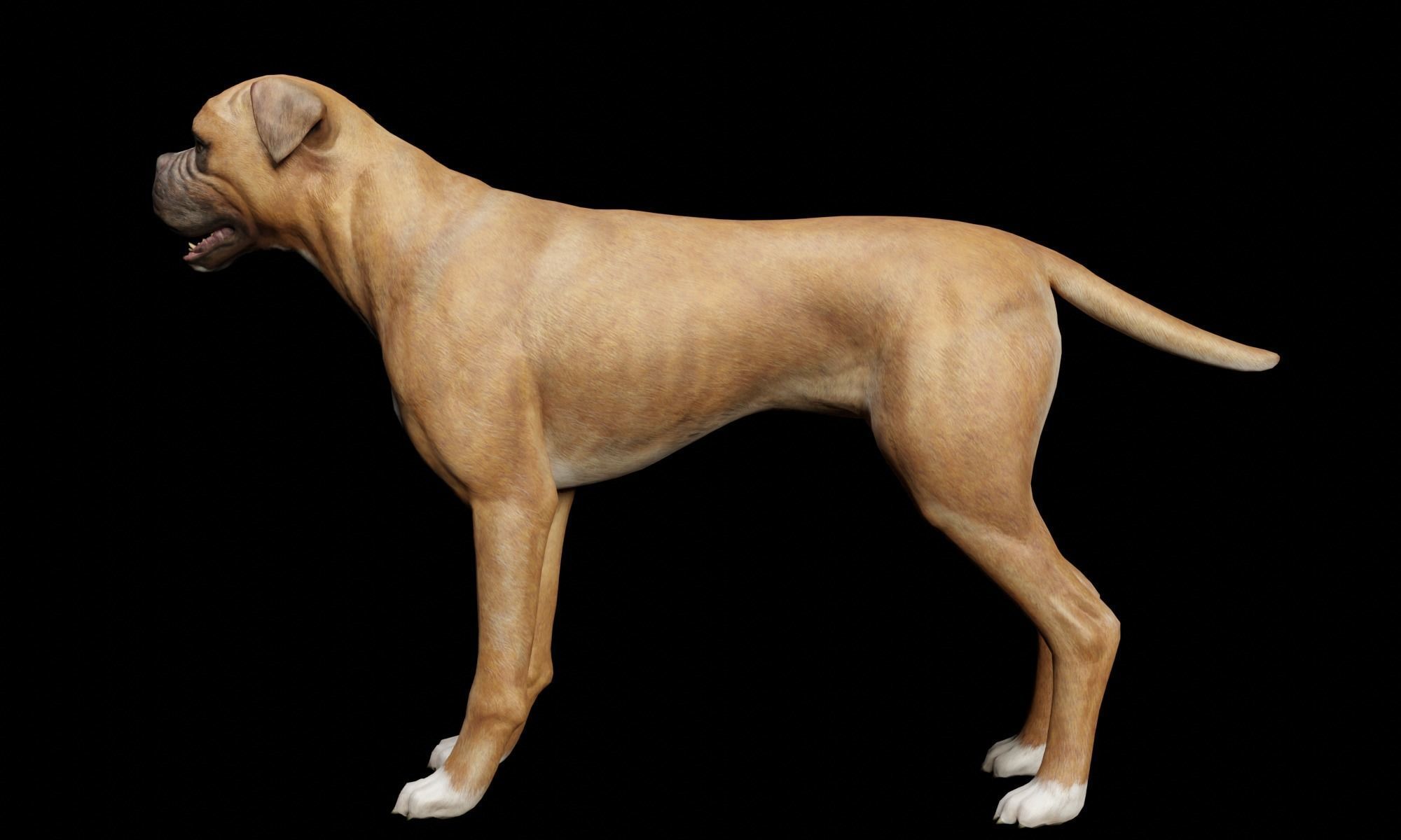 DOG - BOXER  Low-poly 3D model_7