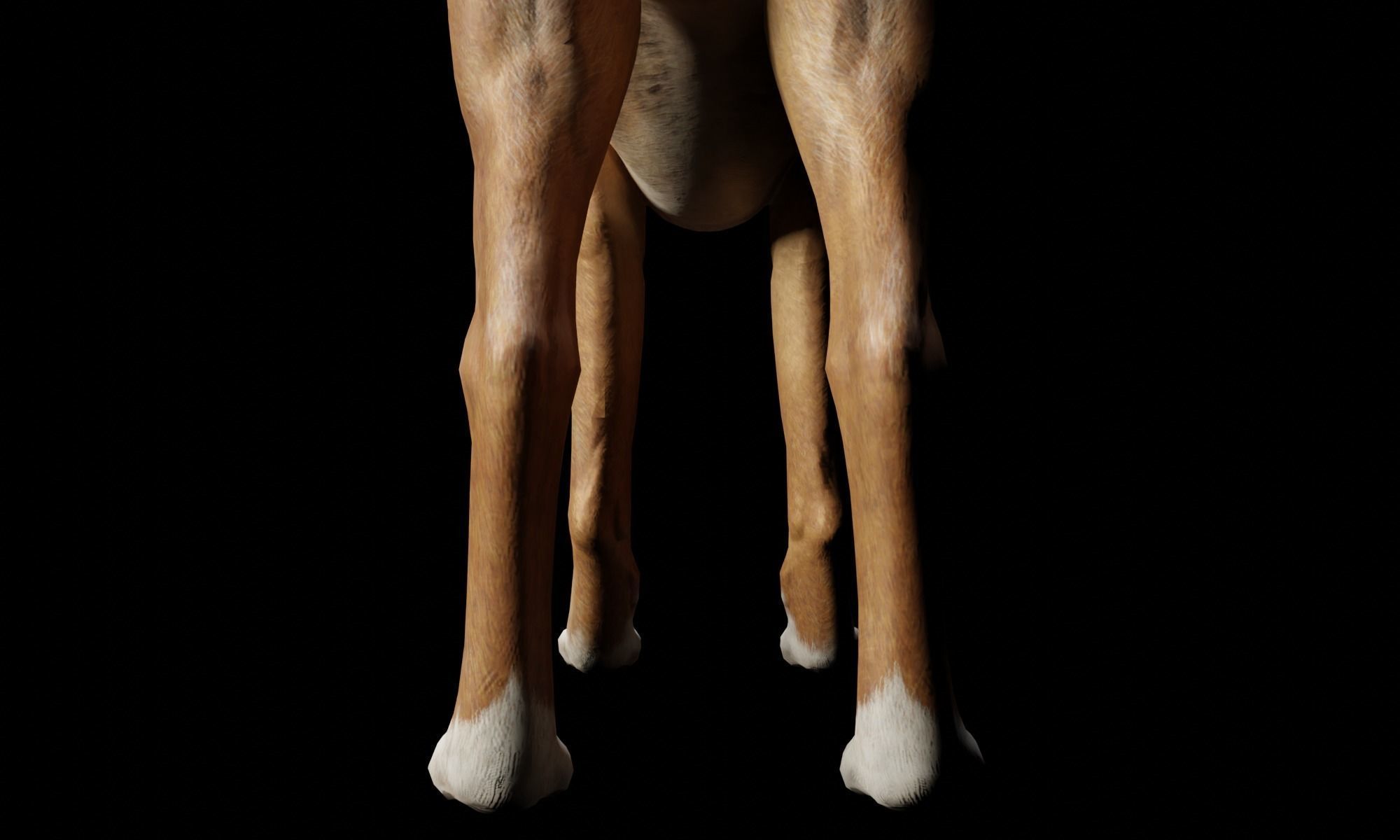 DOG - BOXER  Low-poly 3D model_8