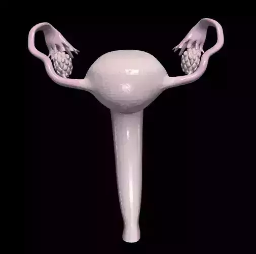 3D Model of Female Reproductive System 3D model