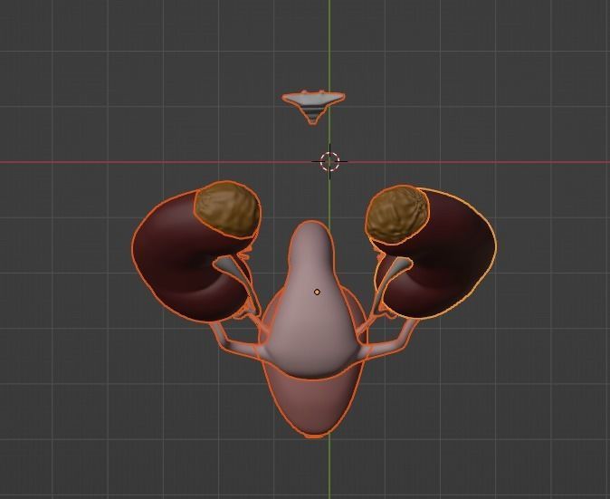 3D Model of Female Reproductive and Urinary System 3D model_10
