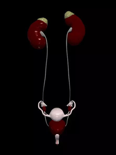 3D Model of Female Reproductive and Urinary System 3D model_0