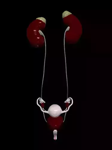 3D Model of Female Reproductive and Urinary System 3D model