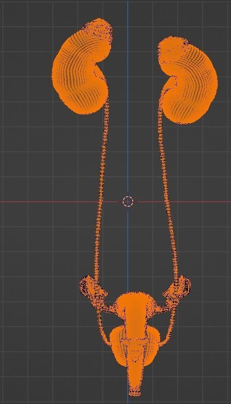 3D Model of Female Reproductive and Urinary System 3D model_21