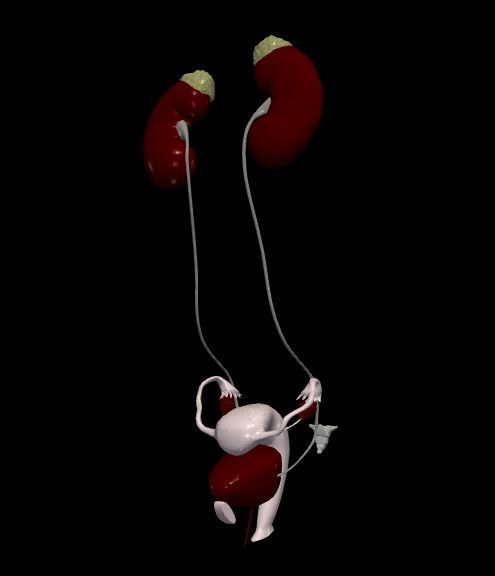 3D Model of Female Reproductive and Urinary System 3D model_2
