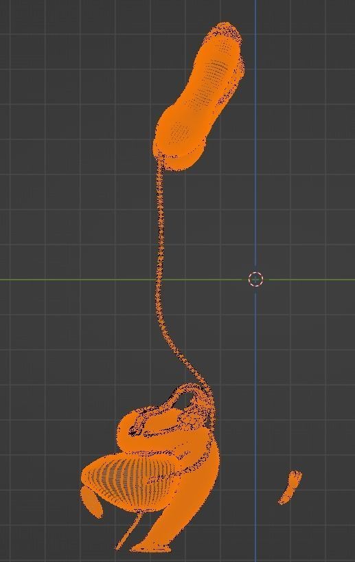 3D Model of Female Reproductive and Urinary System 3D model_18