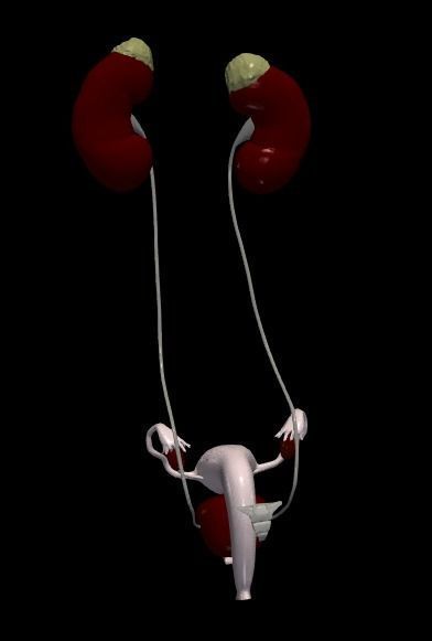 3D Model of Female Reproductive and Urinary System 3D model_5