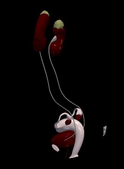 3D Model of Female Reproductive and Urinary System 3D model_4
