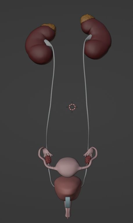 3D Model of Female Reproductive and Urinary System 3D model_31