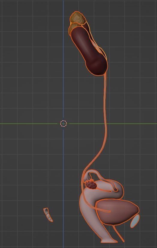 3D Model of Female Reproductive and Urinary System 3D model_19
