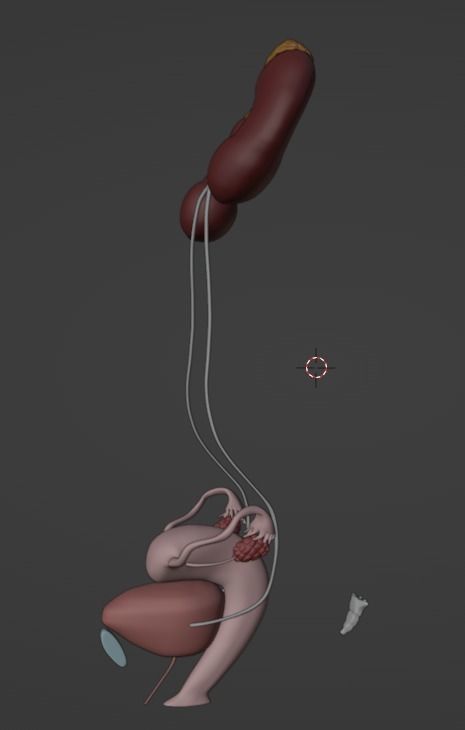 3D Model of Female Reproductive and Urinary System 3D model_24