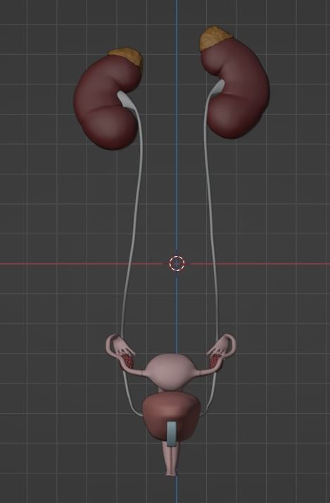 3D Model of Female Reproductive Urinary System Hip and Sacrum 3D model_109