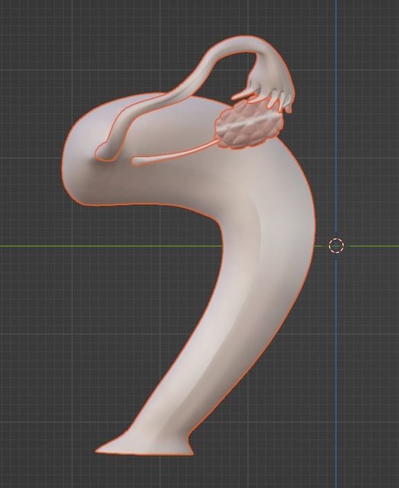 3D Model of Female Reproductive Urinary System Hip and Sacrum 3D model_52