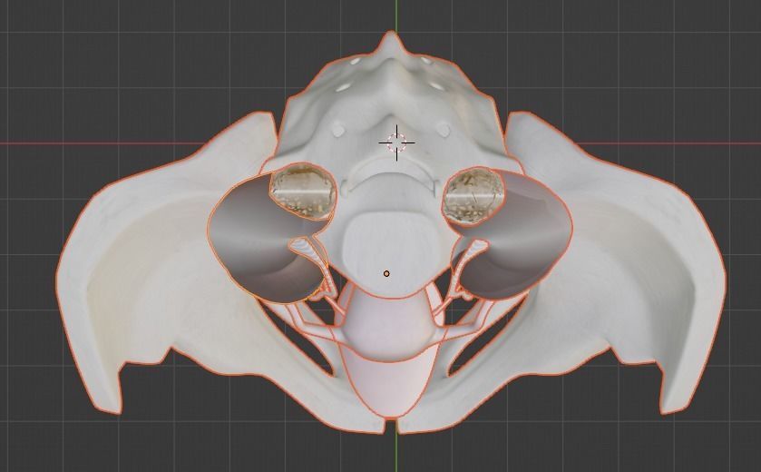 3D Model of Female Reproductive Urinary System Hip and Sacrum 3D model_17