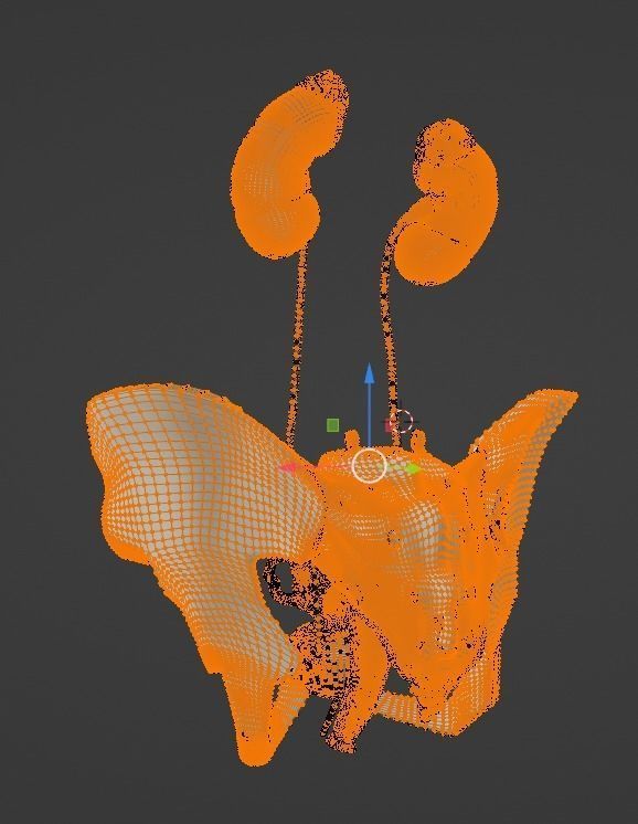 3D Model of Female Reproductive Urinary System Hip and Sacrum 3D model_40