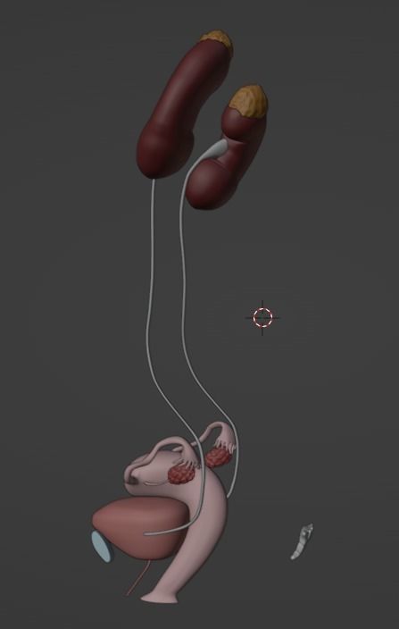 3D Model of Female Reproductive Urinary System Hip and Sacrum 3D model_86