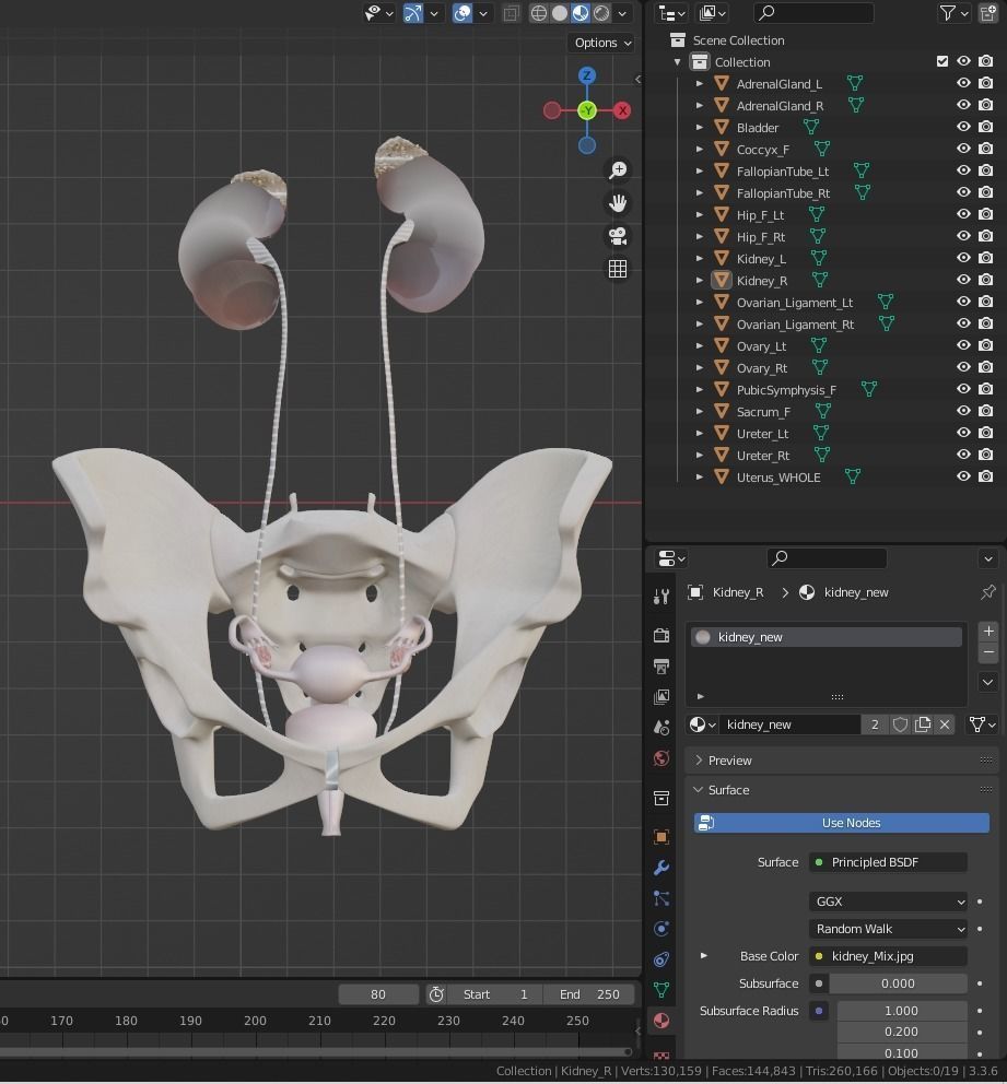 3D Model of Female Reproductive Urinary System Hip and Sacrum 3D model_24