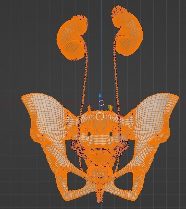 3D Model of Female Reproductive Urinary System Hip and Sacrum 3D model_12