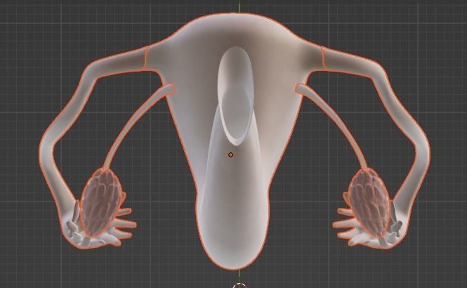 3D Model of Female Reproductive Urinary System Hip and Sacrum 3D model_49
