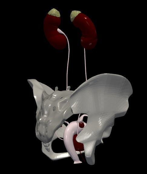 3D Model of Female Reproductive Urinary System Hip and Sacrum 3D model_5