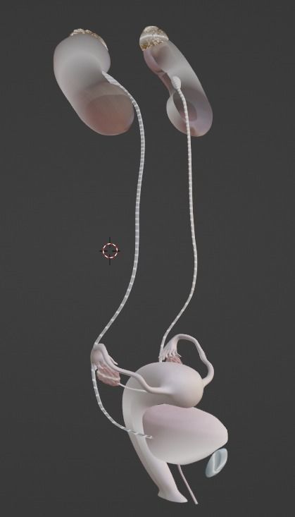 3D Model of Female Reproductive Urinary System Hip and Sacrum 3D model_38