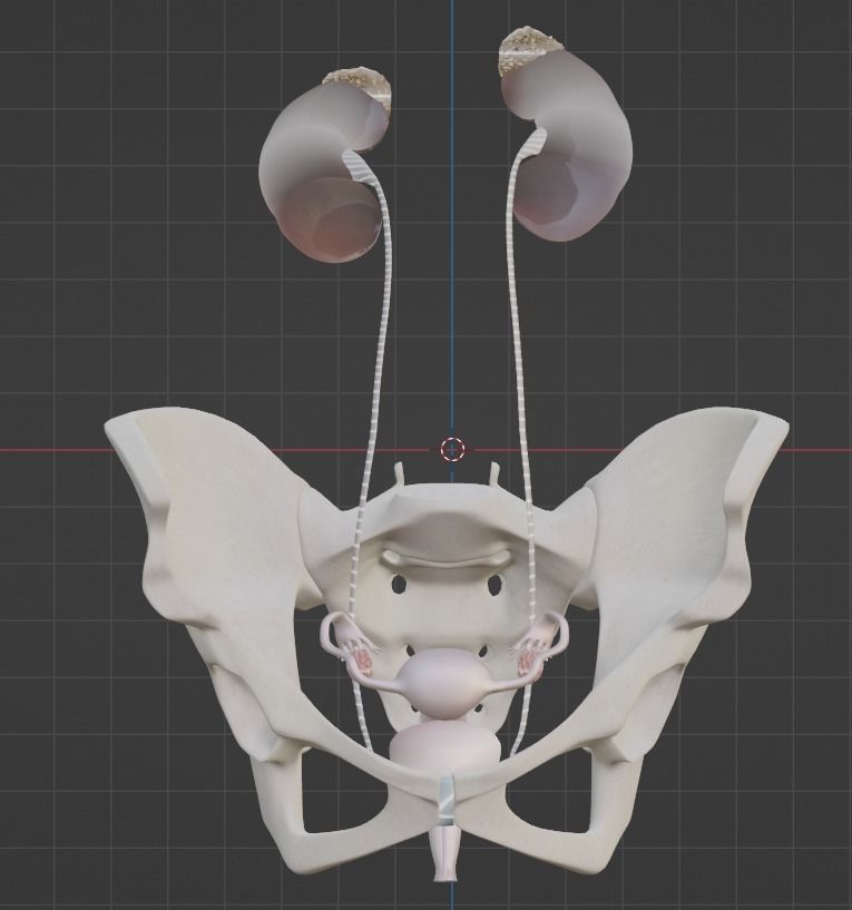 3D Model of Female Reproductive Urinary System Hip and Sacrum 3D model_15