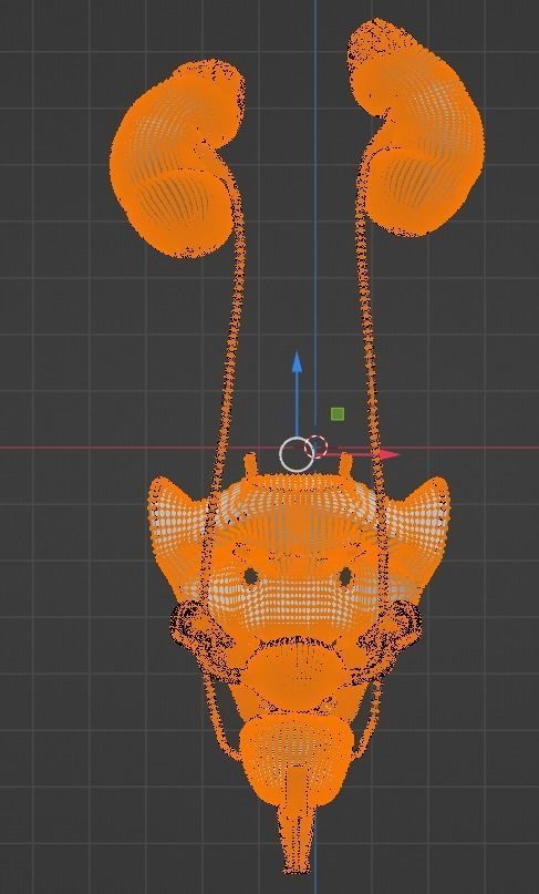 3D Model of Female Reproductive Urinary System Hip and Sacrum 3D model_36