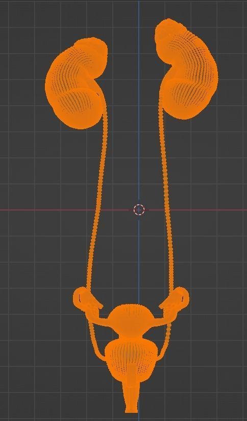 3D Model of Female Reproductive Urinary System Hip and Sacrum 3D model_72