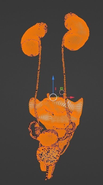 3D Model of Female Reproductive Urinary System Hip and Sacrum 3D model_39