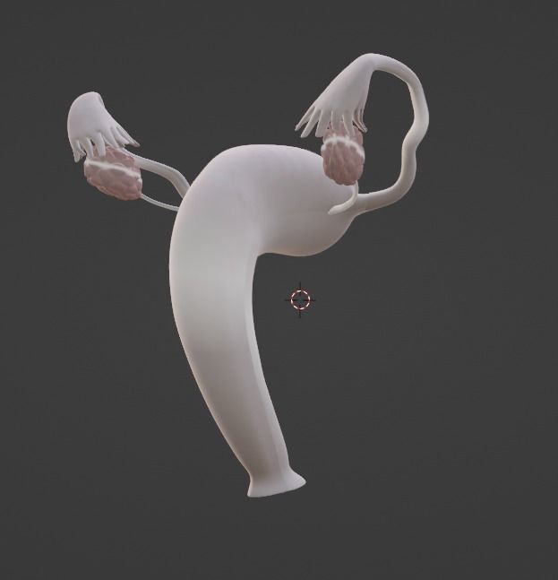 3D Model of Female Reproductive Urinary System Hip and Sacrum 3D model_50