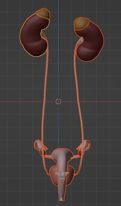 3D Model of Female Reproductive Urinary System Hip and Sacrum 3D model_113